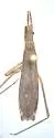 Pygolampis pectoralis - photo 2
