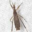 Pygolampis pectoralis - photo 3