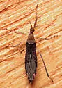 Pygolampis pectoralis - photo 4
