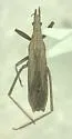 Pygolampis sericea - photo 2
