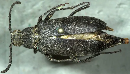 Pygoleptura brevicornis - photo 2