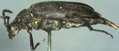 Pygoleptura brevicornis - photo 3