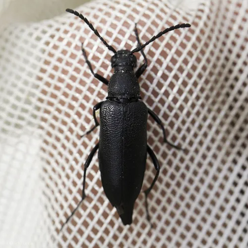 Pygoleptura brevicornis - photo 4
