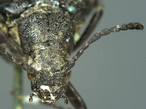 Pygoleptura brevicornis - photo 5