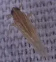 Pygospina reducta