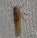 Pygospina spinata - photo 2