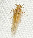 Pygospina spinata - photo 3