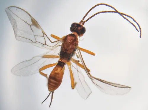 Pygostolus falcatus - Pygostolus falcatus