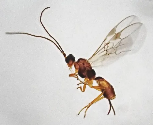 Pygostolus falcatus - photo 2