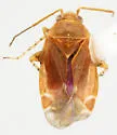 Pygovepres vaccinicola