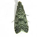 Pyla aenigmatica - Hodges#5827
