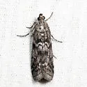 Pyla aenigmatica - Hodges#5827 - photo 2