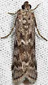 Pyla aenigmatica - Hodges#5827 - photo 3