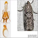 Pyla aenigmatica - Hodges#5827 - photo 5
