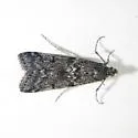 Pyla aequivoca - Hodges#5824