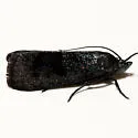 Pyla fasciella - Hodges#5837