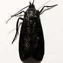 Pyla fasciella - Hodges#5837 - photo 4