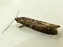 Pyla fusca - Hodges#5829