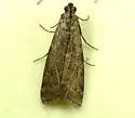 Pyla fusca - Hodges#5829 - photo 2