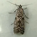 Pyla fusca - Hodges#5829 - photo 3