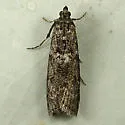 Pyla fusca - Hodges#5829 - photo 4
