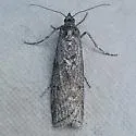 Pyla impostor - Hodges#5823 - Pyla impostor
