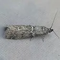 Pyla impostor - Hodges#5823 - photo 2