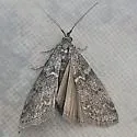 Pyla impostor - Hodges#5823 - photo 3