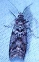 Pyla insinuatrix - Hodges#5826