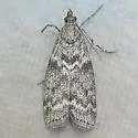Pyla insinuatrix - Hodges#5826 - photo 3