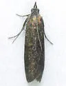 Pyla rainierella - Hodges#5833