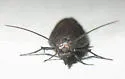 Pyla rainierella - Hodges#5833 - photo 3