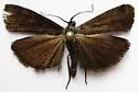 Pyla rainierella - Hodges#5833 - photo 4