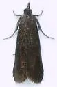 Pyla rainierella - Hodges#5833 - photo 5