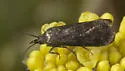 Pyla scintillans - Hodges#5832