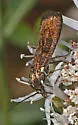 Pyla scintillans - Hodges#5832 - photo 2