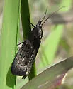 Pyla scintillans - Hodges#5832 - photo 3