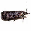 Pyla scintillans - Hodges#5832 - photo 4