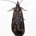 Pyla scintillans - Hodges#5832 - photo 5