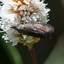Pyla serrata - Hodges#5832.2