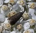 Pyla serrata - Hodges#5832.2 - photo 2