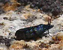Pyla viridisuffusella - Hodges#5839