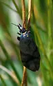 Pyla viridisuffusella - Hodges#5839 - photo 2