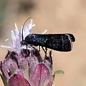 Pyla viridisuffusella - Hodges#5839 - photo 4