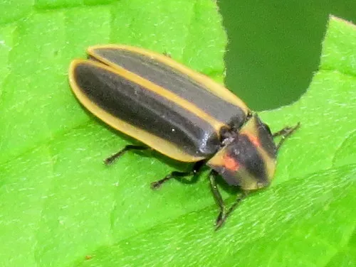 Pyractomena angulata - photo 3