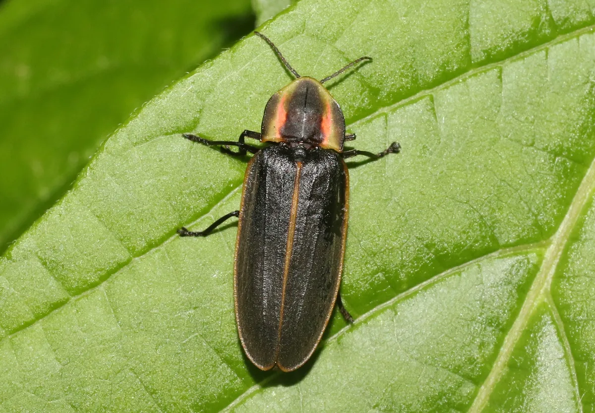 Pyractomena borealis