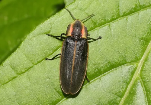 Pyractomena borealis - photo 2