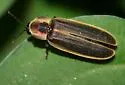 Pyractomena dispersa