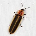 Pyractomena dispersa - photo 4
