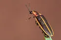 Pyractomena dispersa - photo 5